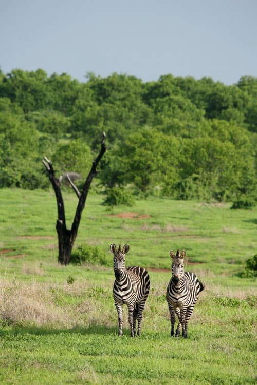 Amazing Wildlife of Botswana